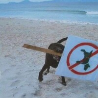 Good Doggo!
